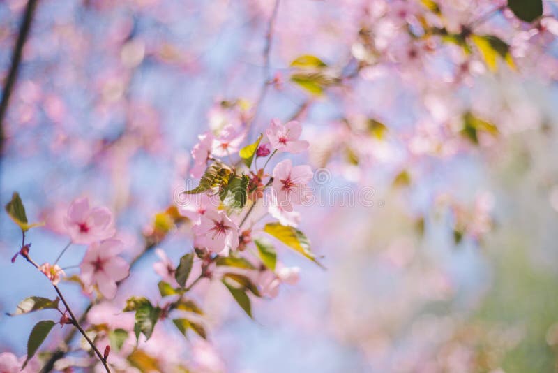 Close Up Sakura Bloom, Cherry Blossom, Cherry Tree on a Blurred Blue ...