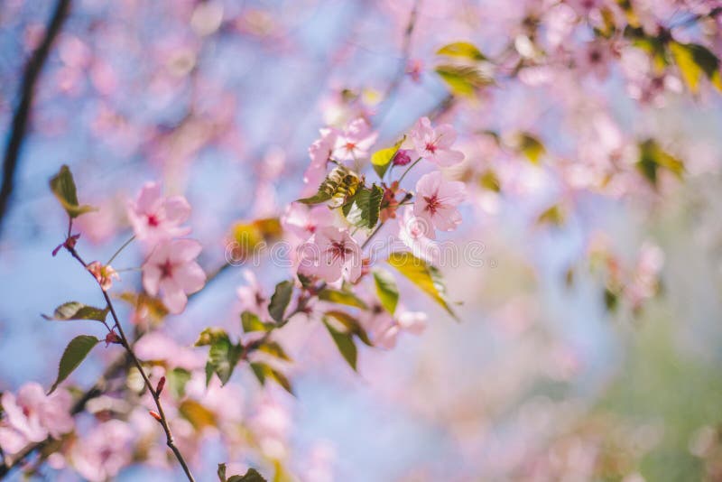 Close Up Sakura Bloom, Cherry Blossom, Cherry Tree on a Blurred Blue ...