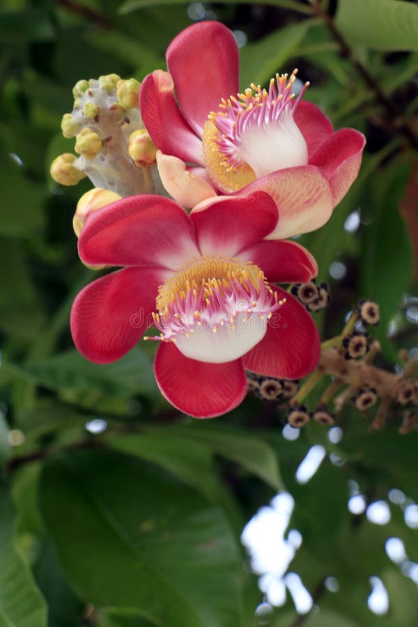 Close Up Sal Flowers in the Garden Stock Image Image of flowers, floral 91756797