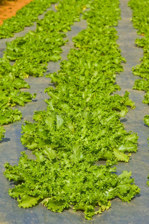 Close up salad farm stock photo. Image of cultivate, land 23460664