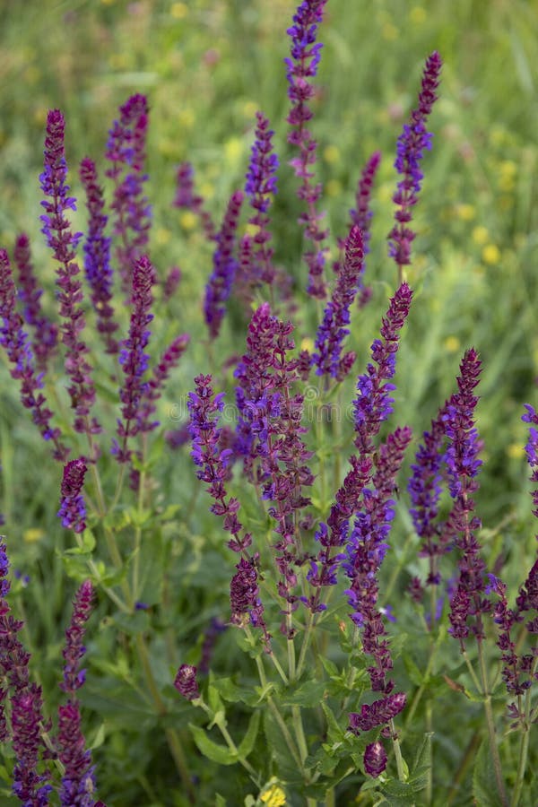 Close Up Salvia Nemorosa Herbal Plant with Violet Flowers in a Sunny ...