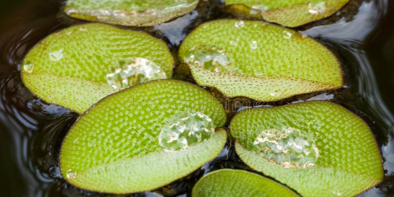 Close up of Salvinia natans