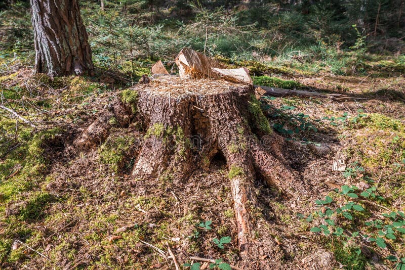 Close Up of Sawed Off Trunk of Pine Tree in Forest with Sawdust on