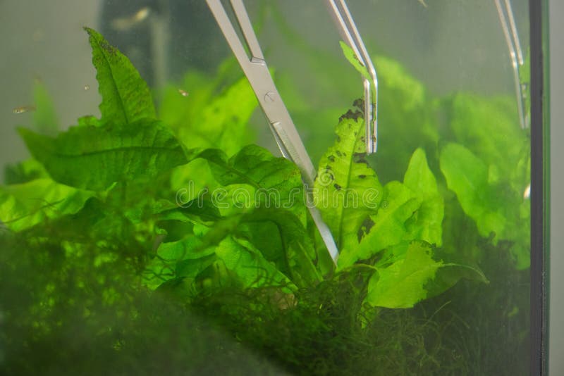 Close up of scissors and tweezers pruning aquatic plants in a fish tank.