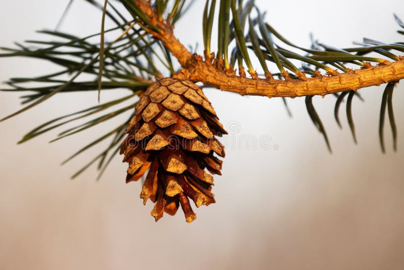 Close-up of a Scots Pine, Pinus Sylvestris Cone Opening Up on a Late ...