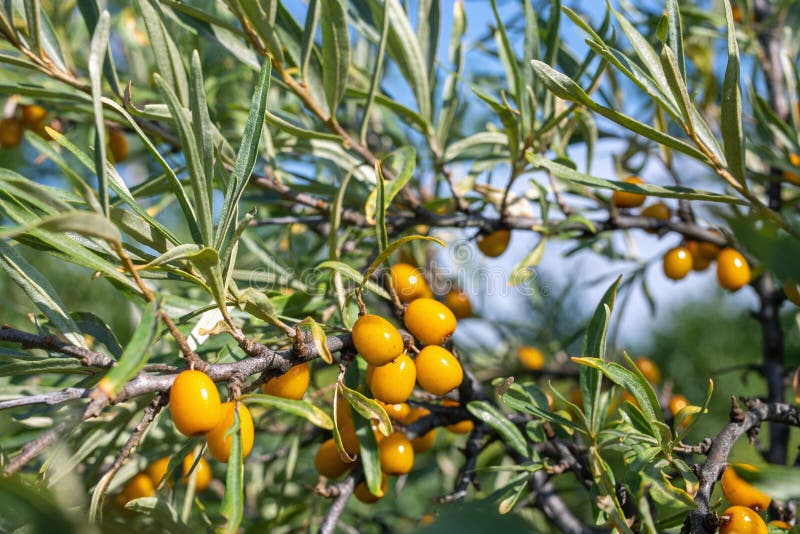 close up of sea-buckthorn berries or hyppophae Rhamnoides on on tree branches.