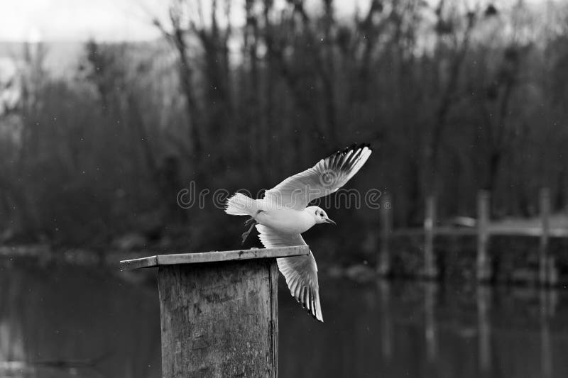 A seagull flies away from a bollard in light snowfall in black and white