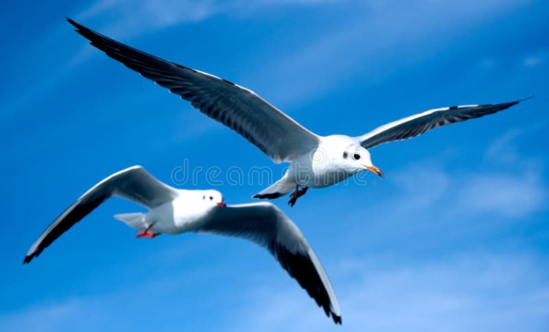 Close-up of seagulls