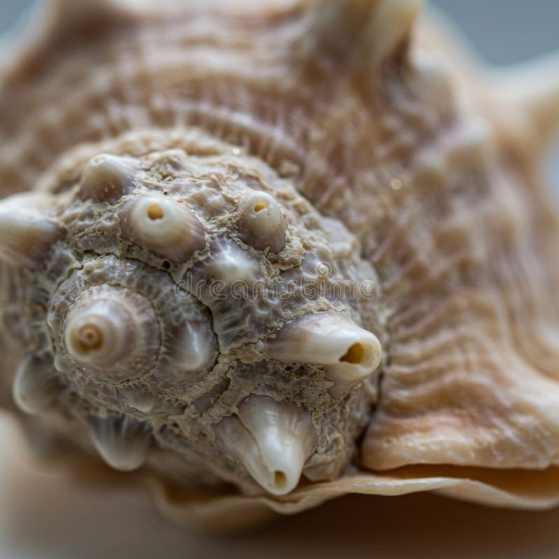 Close-up of a seashell displaying its intricate patterns and textures. royalty free illustration
