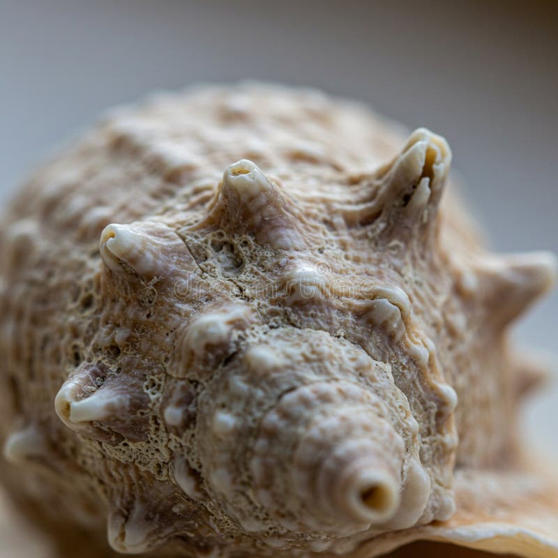 Close-up of a seashell, likely a murex shell, showcasing its intricate spiked texture and spiral form. royalty free illustration