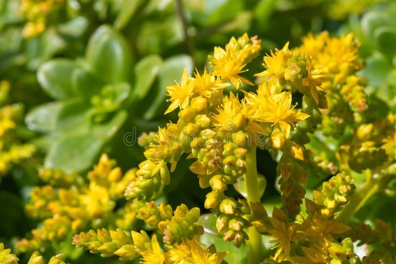 Sedum confusum flowers stock photo. Image of cultivated - 247582526