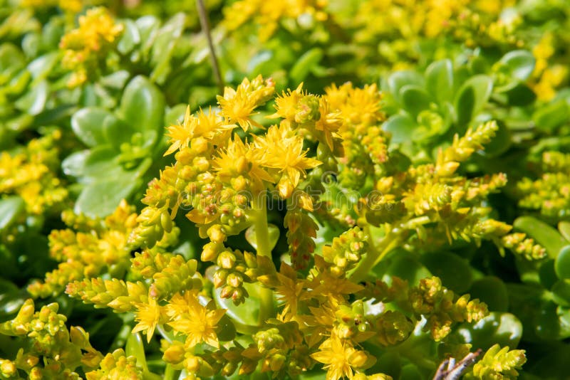 Sedum confusum flowers stock image. Image of cultivated - 247582807