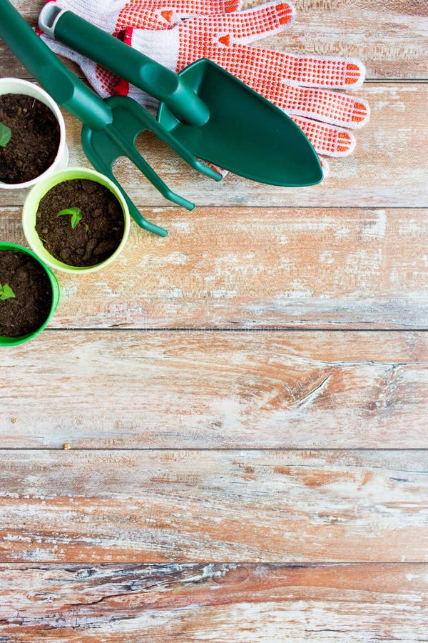 Close up of seedlings and garden tools royalty free stock image Close up of seedlings and garden tools royalty free stock image