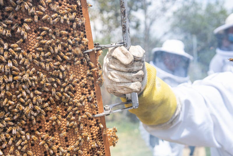 Close-up, selective focus of a honeycomb held by the hand of a beekeeper stock images