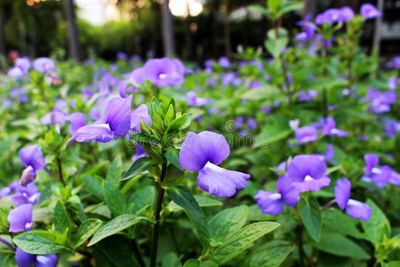 Close Up and Selective focus Purple colors of Beautiful Flower Blooming with Green Leaf Background