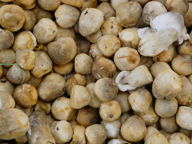 Close up of Straw mushroom Volvariella volvacea royalty free stock photography