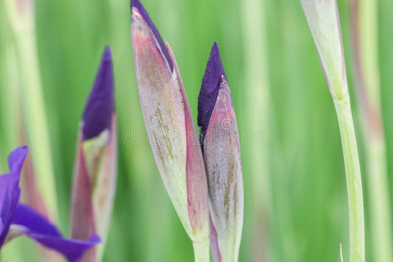 Close Up of Several Japanese Iris Blooms Just before they Open Stock
