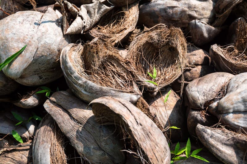 153 Pile Coconut Husks Photos - Free & Royalty-Free Stock Photos from ...