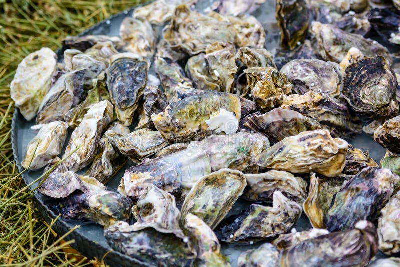 Unopened Oysters Stock Photos Free & RoyaltyFree Stock Photos from