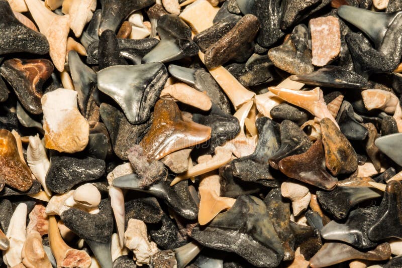 Shark Tooth Background stock photo. Image of great, cape - 98950688
