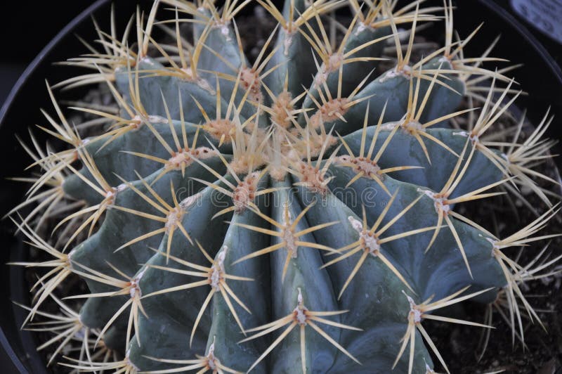 Cactus Needles Close Up. Green Cactus with Needles Stock Photo Image