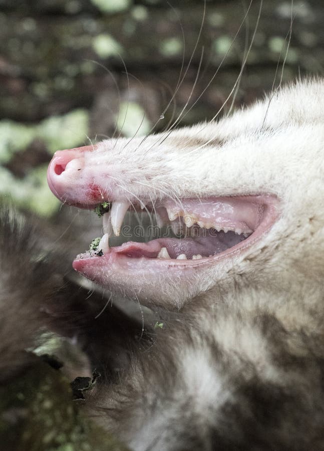 Close up of Virginia Opossum teeth sharp canines
