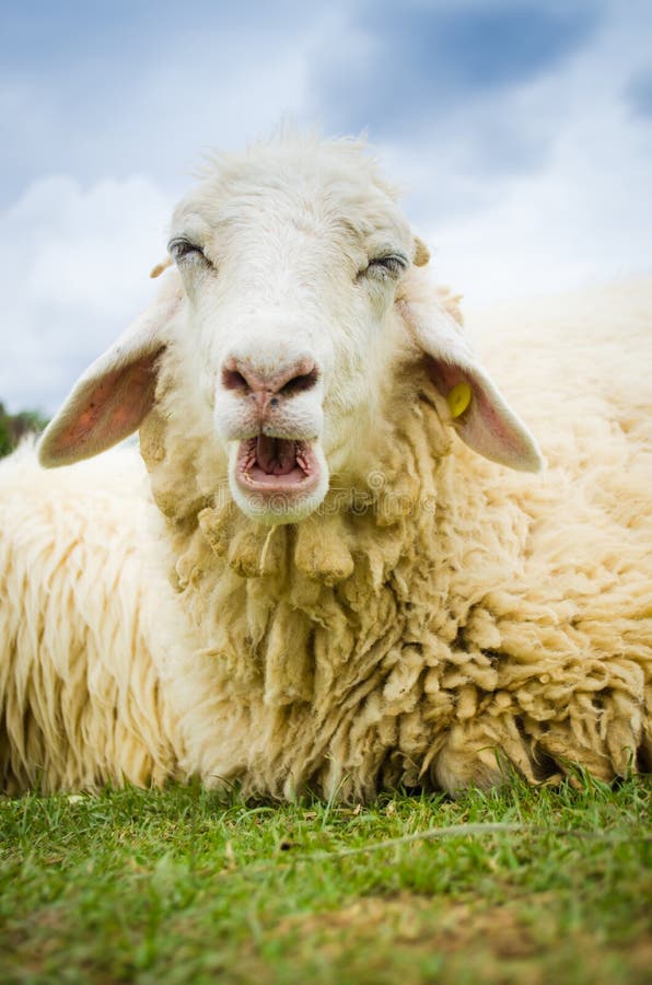 Close up of a sheep royalty free stock photography