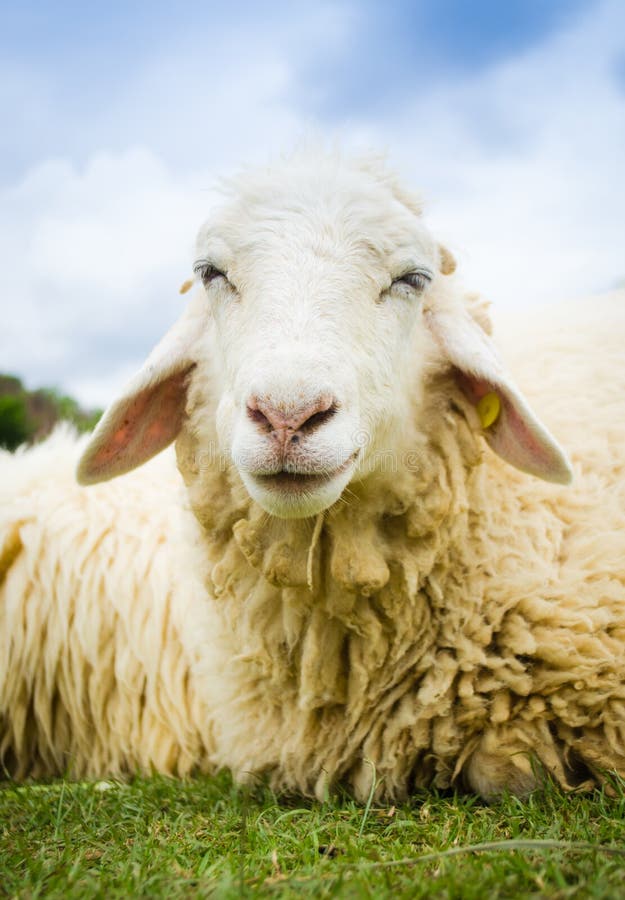 Close up of a sheep royalty free stock images