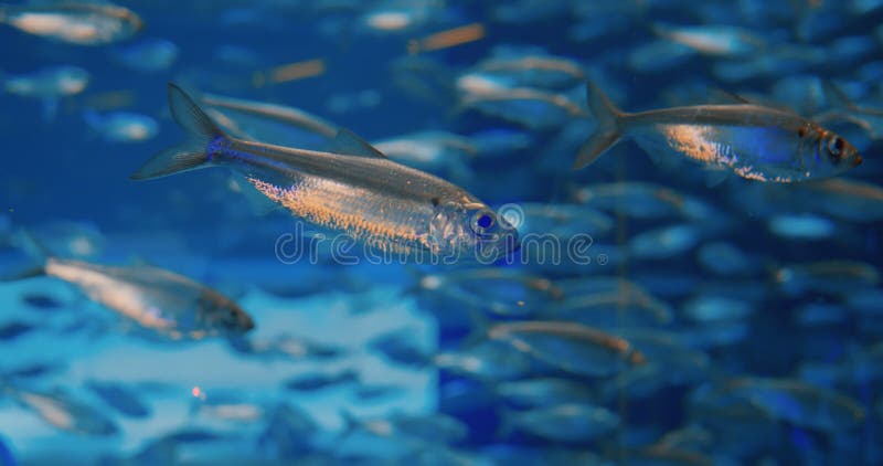 Close-up: Shoal of fish swimming in water, vivid showcase of underwater life. Glimpse into underwater life, with fish in stock images