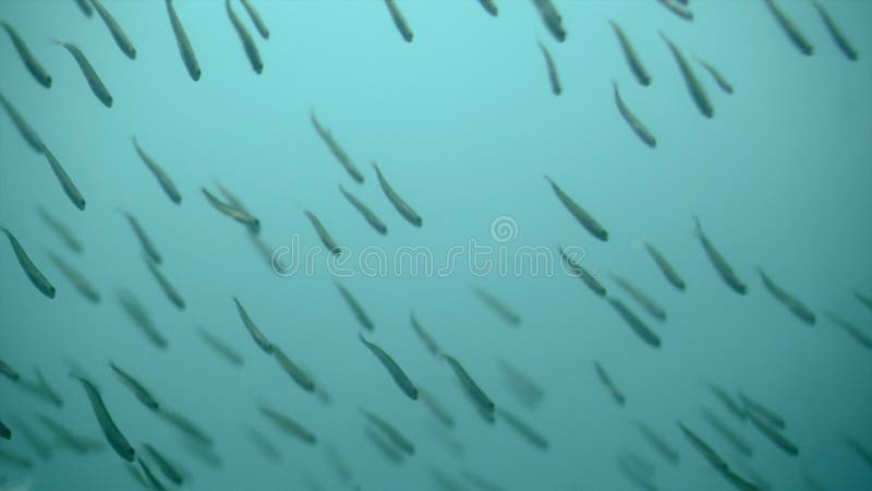 Close up of a shoal of small fish swimming close to the camera