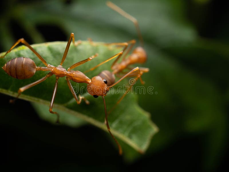 Close up shoot of red ants on a leaf