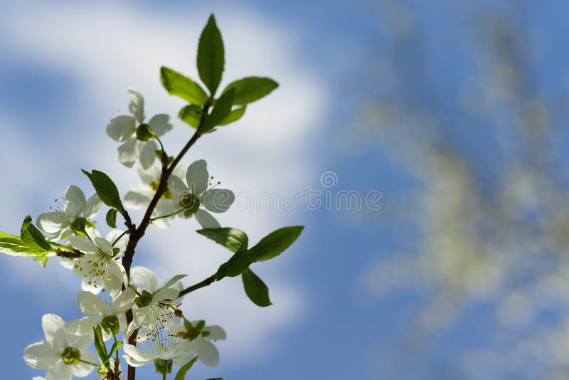 Close-up Shot Of Apple Blossom Flowers In Spring, Blooming On Young Tree Branch, Isolated Over Blurred Blue Clear Sky