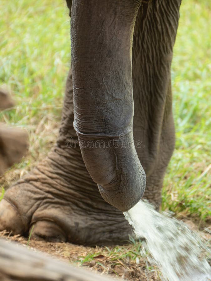 Close-up Asian Elephant Penis Peeing Stock Image - Image of nature,  comfort: 164880367