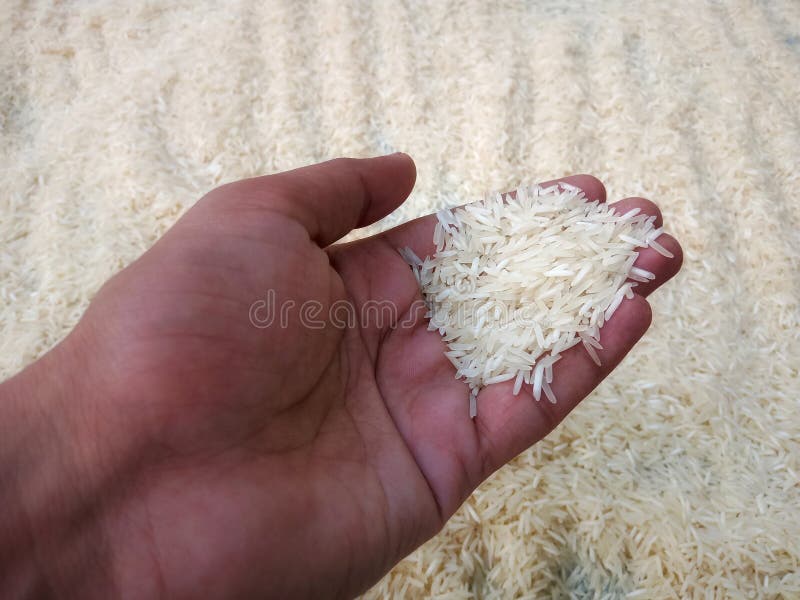 Close Up Shot of Basmati Rice in Hand. Stock Photo Image of farmer, healthy 246781830
