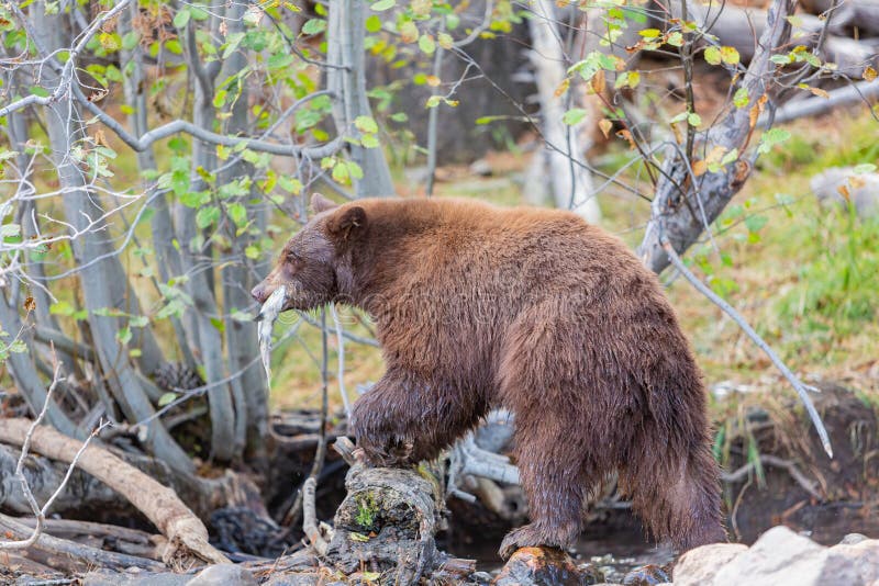 Close Up Shot of a Bear Hunting Fish in Lake Tahoe Stock Photo - Image of outdoor, water: 208760144 Close Up Shot of a Bear Hunting Fish in Lake Tahoe Stock Photo - Image of outdoor, water: 208760144