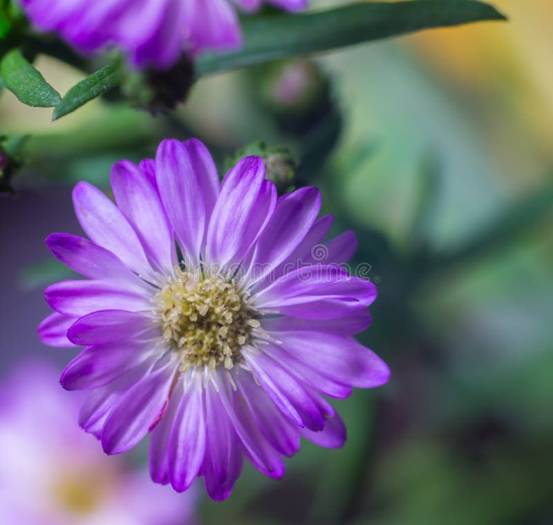 The Close Up Shot of the Beautiful Blooming Flower Stock Image Image of fresh, macro 93380647