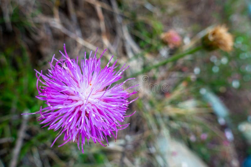 Furr Flower Stock Photos - Free & Royalty-Free Stock Photos from Dreamstime