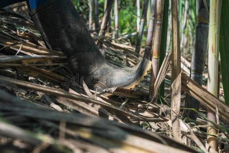 Close-up Shot of a Black Boot of a Peasant Leaning on a Sugar Cane ...