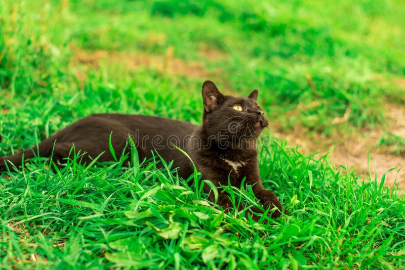 A close up shot of a black grumpy cat laying on a green grass on a hot sunny day