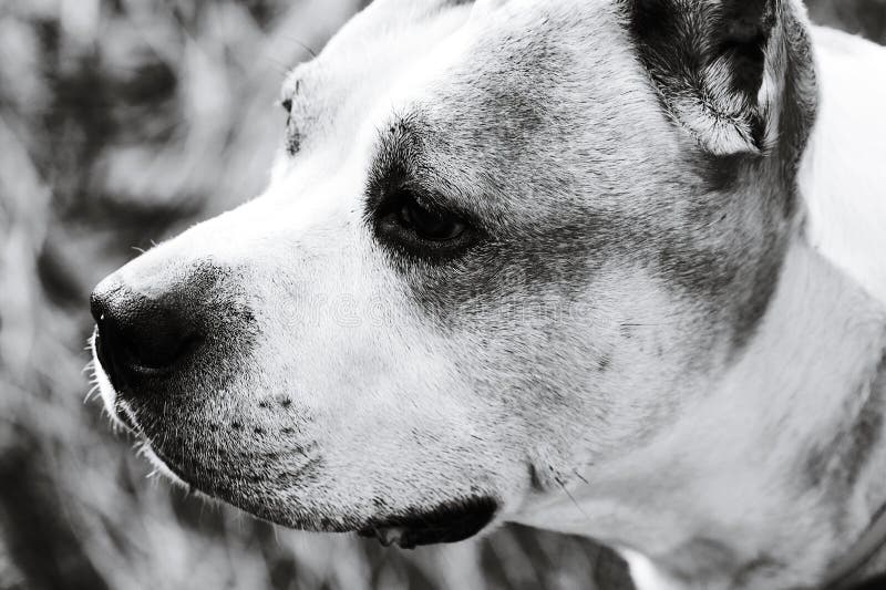 A close-up shot of a black and white dog&#x27;s face, with a short description about its potential uses such as pet stock images