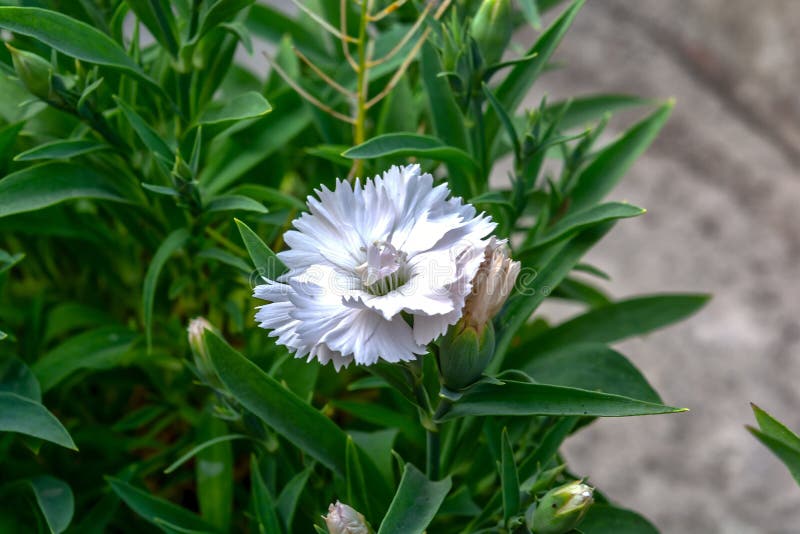 Close up view of blooming white color Dianthus flower with buds in a garden.Selective focus and side angle view. Close up view of blooming white color Dianthus flower with buds in a garden.Selective focus and side angle view
