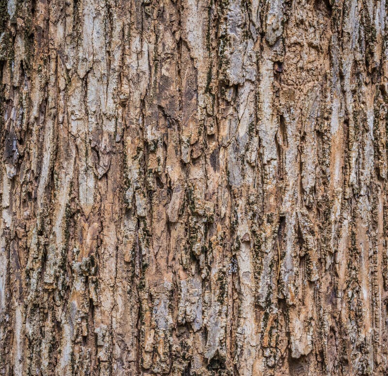 Close up shot of brown tree bark for background texture. Close up shot of brown tree bark for background texture.