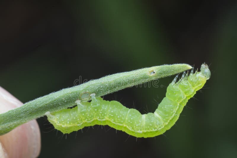 Close up shot of cabbage semilooper thysanoplusia orichalcea noctuidae caterpillar