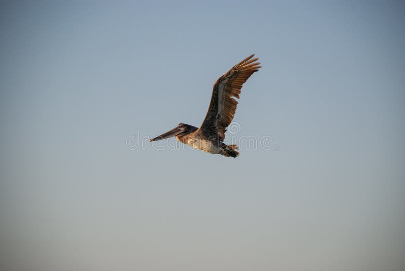 Close up shot of a california brown pelican bird flying freely in the sky stock images Close up shot of a california brown pelican bird flying freely in the sky stock images