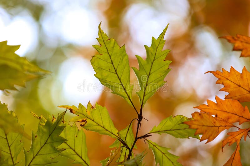 Close up shot of colorful autumn trees stock image