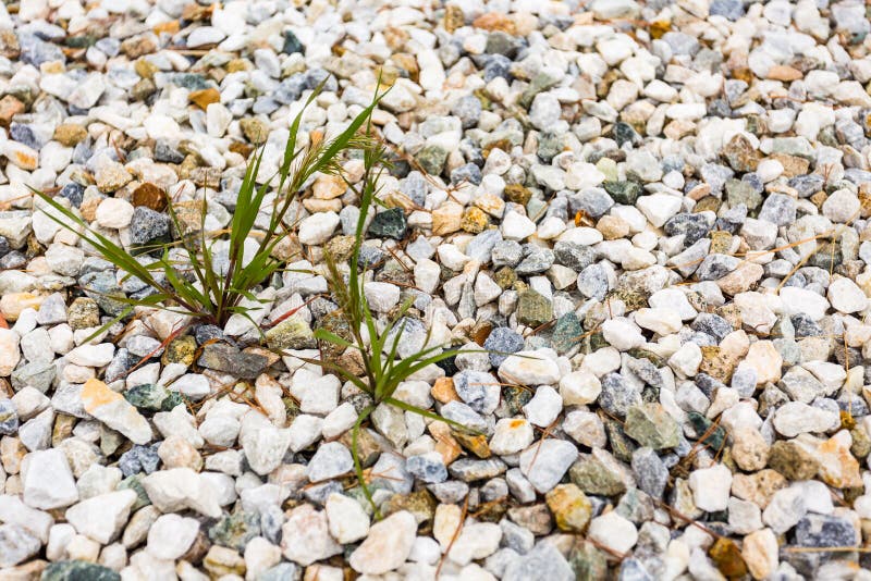 Crabgrass Weed stock image. Image of organic, hard, green 175461503