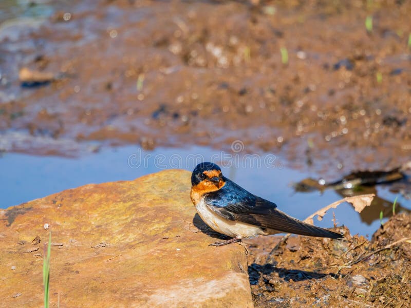 Close Up Shot Of Cute Barn Swallow Stock Image Image Of Sunny Tree