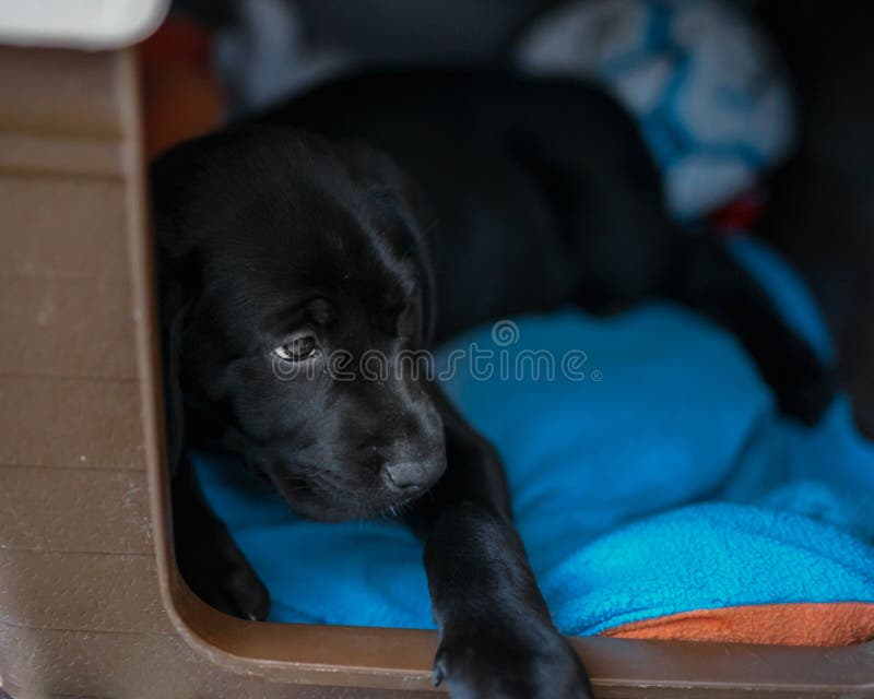 Close Up Shot of a Cute Black Labrador Puppy Stock Image Image of