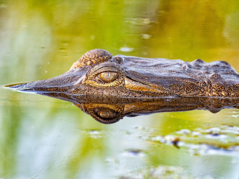 Closeup Shot of a Dangerous Alligator in Water Stock Image Image of closeup, outdoors 267620401