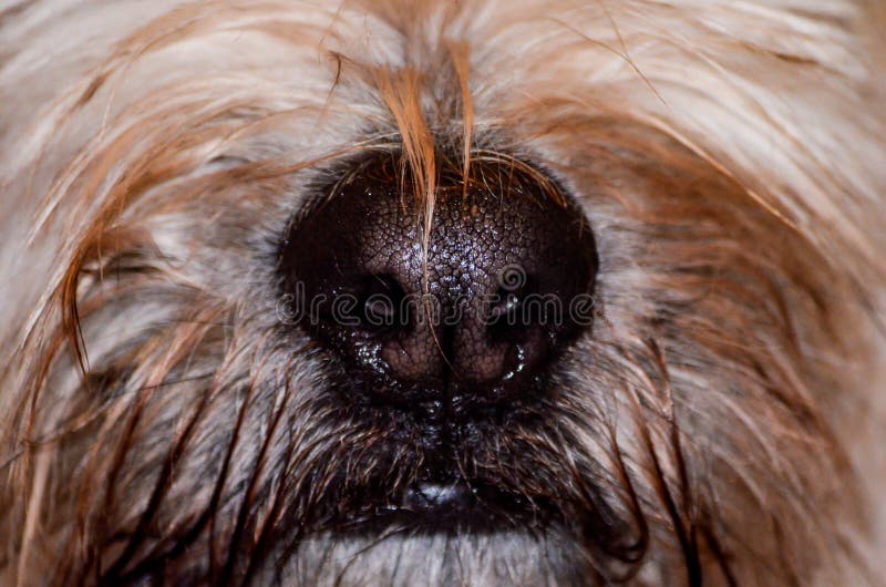 Wet Dog Nose stock photo. Image of frame, nose, drop 20965896